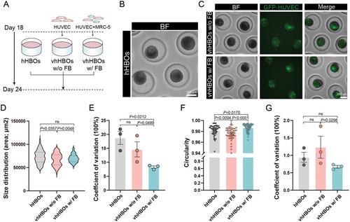 High-Throughput Formation of Pre-Vascularized hiPSC-Derived Hepatobiliary Organoids on a Chip via Nonparenchymal Cell Grafting