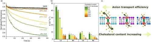 Anion Transport by Bambusuril-Bile Acid Conjugates: Drastic Effect of the Cholesterol Content