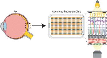 Retina-on-chip: engineering functional in vitro models of the human retina using organ-on-chip technology