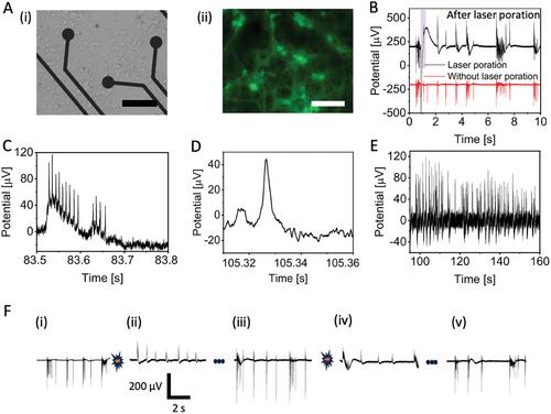 Longitudinal and Noninvasive Intracellular Recordings of Spontaneous Electrophysiological Activity in Rat Primary Neurons on Planar MEA Electrodes