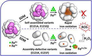 Rational pore engineering reveals the relative contribution of enzymatic sites and self-assembly towards rapid ferroxidase activity and mineralization: impact of electrostatic guiding and cage-confinement in bacterioferritin†