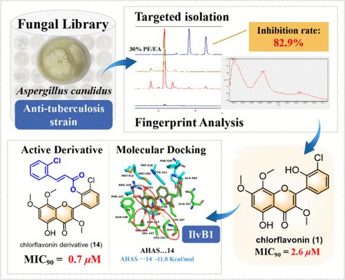 Screening, Discovery, and Optimization of the Natural Antitubercular Chlorflavonin from a Marine-Derived Fungal Library