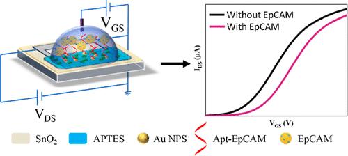 Solution-Gated Thin Film Transistor Biosensor-Based SnO2 Amorphous Film for Label-Free Detection of Epithelial Cell Adhesion Molecules