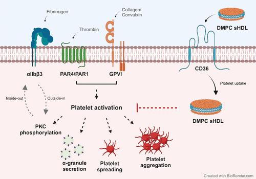 Antiplatelet Effects of DMPC-Based Synthetic High-Density Lipoproteins: Exploring Particle Structure and Noncholesterol Efflux Mechanisms