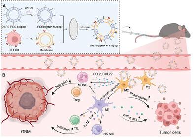 Biomimetic Membrane Vesicles Reprogram Microglia Polarization and Remodel the Immunosuppressive Microenvironment of Glioblastoma via PERK/HIF-1α/Glycolysis Pathway