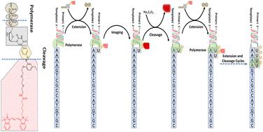 Design and synthesis of fluorescent-dye-labeled nucleotide with a new cleavable azo linker for DNA sequencing by synthesis†