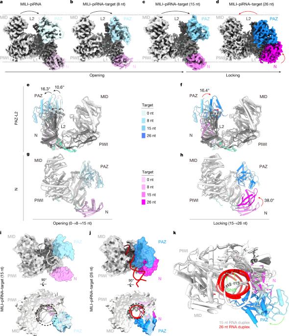Structural insights into RNA cleavage by PIWI Argonaute