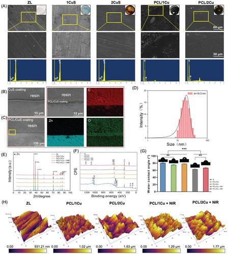 Photothermal Coating on Zinc Alloy for Controlled Biodegradation and Improved Osseointegration