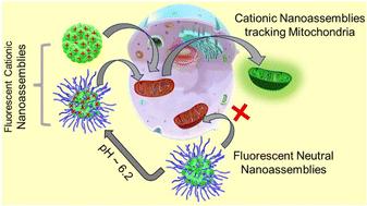 Mitochondria-targeting nanostructures from enzymatically degradable fluorescent amphiphilic polyesters†