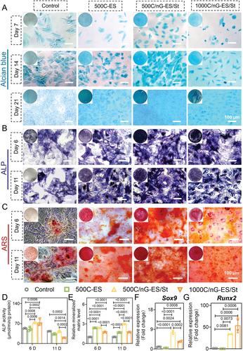 Tissue Mimetic Membranes for Healing Augmentation of Tendon–Bone Interface in Rotator Cuff Repair