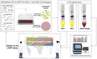 A multiplex point-of-care test for discriminatory inference of SARS-CoV-2 Omicron lineages using reverse transcription loop-mediated isothermal amplification and lateral flow detection†