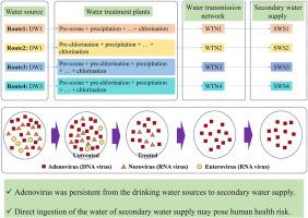 Virus contamination, removal characteristics and quantitative risk assessment from drinking water source to secondary water supply system