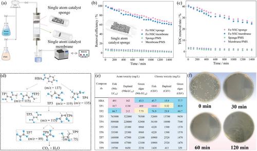 Deciphering the Origin of Higher Shell Coordination on Single Iron Catalysts for Resilient Modulating Persulfate Oxidation Into Singlet Oxygen Pathway