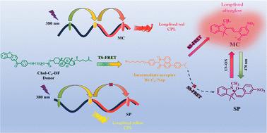 Photoresponsive circularly polarized long-lived fluorescence in chiral liquid crystals via tunable stepwise energy transfer†
