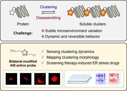 Mapping Dynamic Protein Clustering with AIEgen-Active Chemigenetic Probe