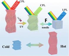 Mechanical and thermal responsive chiral photonic cellulose hydrogels for dynamic anti-counterfeiting and optical skin†