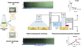 Morphogenesis and mechanical properties of Bacillus amyloliquefaciens biofilms: a comparative study of rough and smooth morphotypes