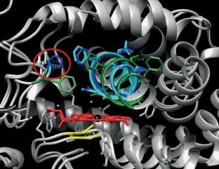 Alteration of the Catalytic Properties of the Epoxyalcohol Synthase CYP443D1 (NvEAS) of the Starlet Sea Anemone Nematostella vectensis as a Result of a Single Amino Acid Substitution