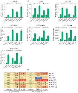 Ascorbate Biosynthesis and Recycling Genes Are Involved in the Responses of Garlic Allium sativum L. Plants to Fusarium proliferatum Infection