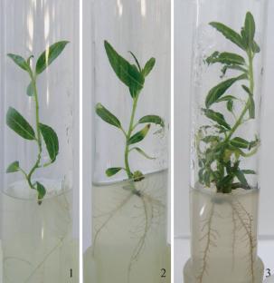 Assessment of Long-Term Cultivated In Vitro Willow Clones according to Chromosomal Analysis