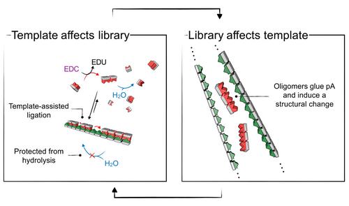 The Multifunctional Role of Templates in Chemically Fueled Dynamic Combinatorial Libraries
