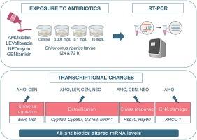 Molecular response of Chironomus riparius to antibiotics