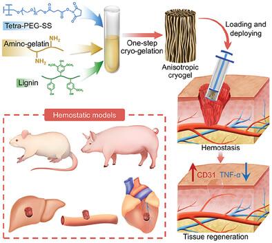 Anisotropic Shape-Memory Cryogel with Oriented Macroporous Channel for Hemorrhage Control and Tissue Generation