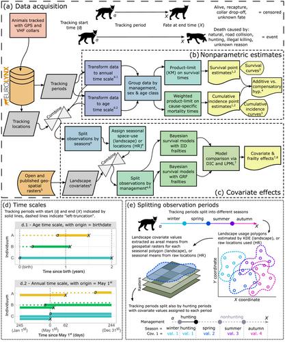 Survival of Eurasian lynx in the human-dominated landscape of Europe