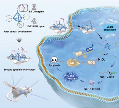A Trinity DNAzyme Circuit with Dual-Confinement Effect for Imaging-Guided Combined Gene/Chemo-Dynamic Therapy