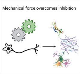 Force induces axon growth in inhibitory conditions
