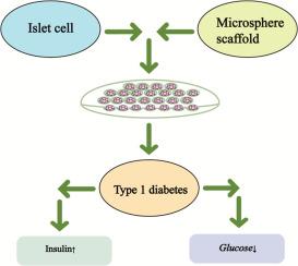 Novel microsphere scaffold-based islet organoids for rescuing type 1 diabetes and reversing hyperglycemia