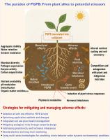 The dual nature of plant growth-promoting bacteria: Benefits, risks, and pathways to sustainable deployment