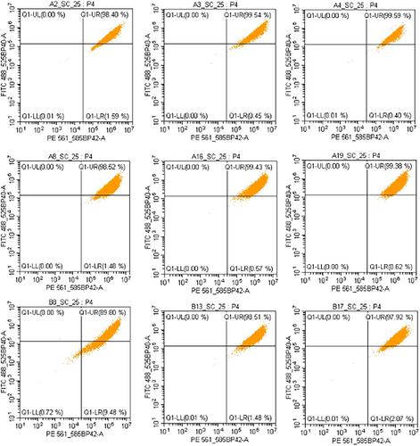 Characterization of large transgene integrations in Chinese hamster ovary cells using a bioengineered mammalian transposase