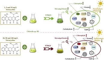 Integrated analysis of using high-value microalgae for tetracycline treatment with biomass utilization: Responses, removal pathway, physiological and metabolomic characterization