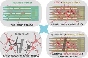Bioactive diamond scaffolds support neuronal survival and axonal growth
