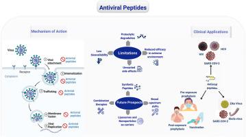 Harnessing Antiviral Peptides: From Molecular Mechanisms to Clinical Translation