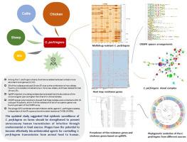 Genome MLST scheme for tracing genetic diversity and multidrug resistance of food animal-derived Clostridium perfringens