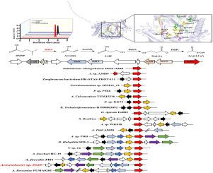 Cloning and expression of the dimethylsulfoniopropionate lyase gene dddY and the identification of the key amino acids necessary for its activity