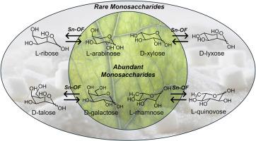 Synthesis of rare sugars via epimerization catalyzed by tin-organic frameworks