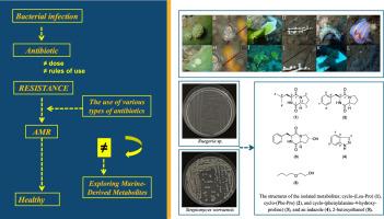 Antibacterial metabolites from a heterobranchia-associated bacteria and their prey from Bali, Indonesia