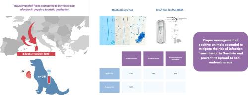 Travelling safe? Risks associated to Dirofilaria spp. infection in dogs in a tourist destination