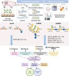 Multi-omics analysis provides insights into mechanisms of intestinal fungi adaptation to dietary carbohydrates