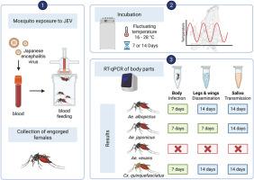 Vector competence of European Aedes mosquito species for Japanese encephalitis virus under fluctuating temperature conditions