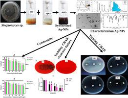 Tackling carbapenem-resistant Acinetobacter baumannii (CRAB) and their virulence factors using biosynthesized silver nanoparticles combined with imipenem
