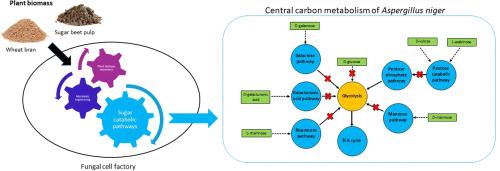 Metabolic engineering reveals the relative importance of different sugar catabolic pathways during consumption of plant biomass by Aspergillus niger