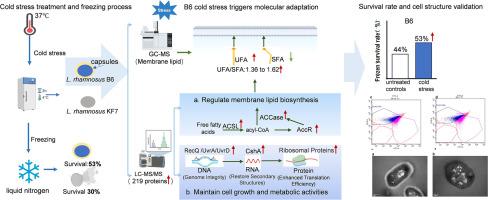 Cold stress enhances cryotolerance in Lacticaseibacillus rhamnosus B6 via membrane lipid remodeling and differential protein expression