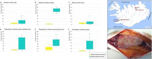Occurrence and the first molecular genotyping of Dibothriocephalus dendriticus and Dibothriocephalus ditremus (Cestoda: Diphyllobothriidea) in salmonids from Iceland