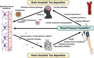 The effect of visit-to-visit blood pressure variability on cognitive function: state-of the-art