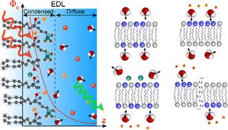 Membrane potential fluctuations and water asymmetry on plasma cell and model lipid membranes: origins, implications and properties