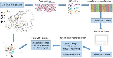 Design, development, and testing of a new multi-locus sequence typing scheme for the zoonotic pathogen Cryptosporidium parvum